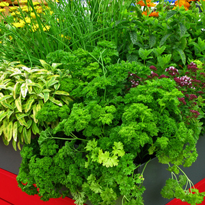 Un potager sur le balcon